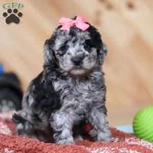 Caroline, Mini Bernedoodle Puppy